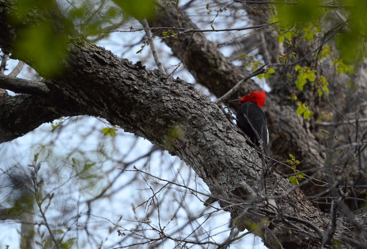 datel magellanský - ML492350191