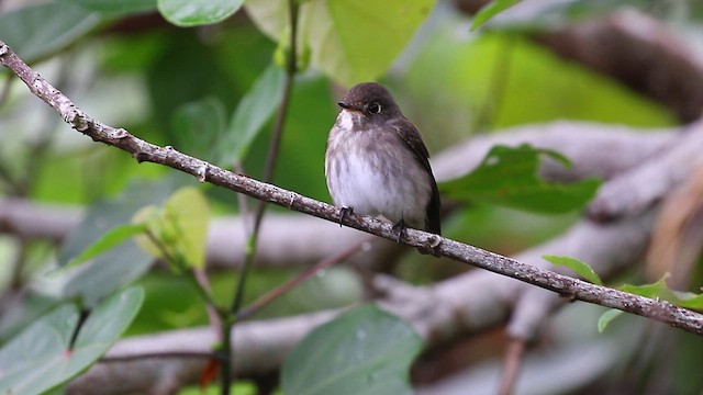 Dark-sided Flycatcher - ML492350231