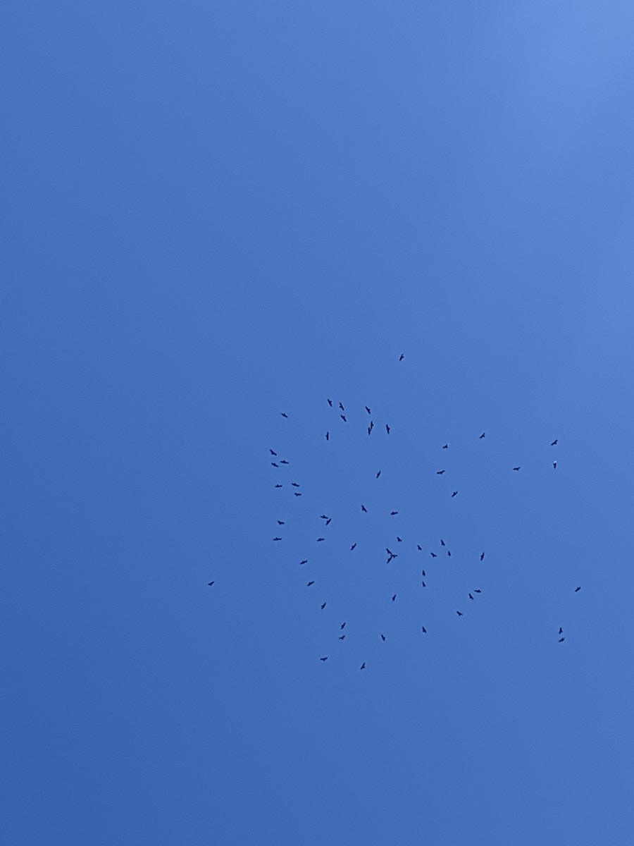 Turkey Vulture - ML492350581