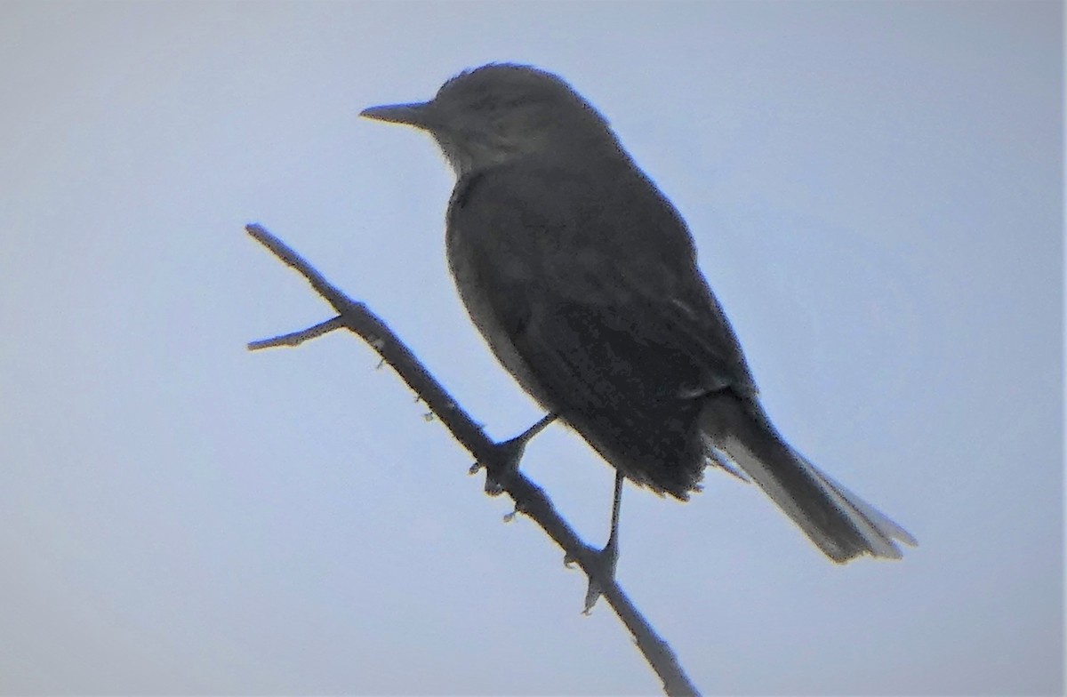 Black-billed Shrike-Tyrant - ML492350811