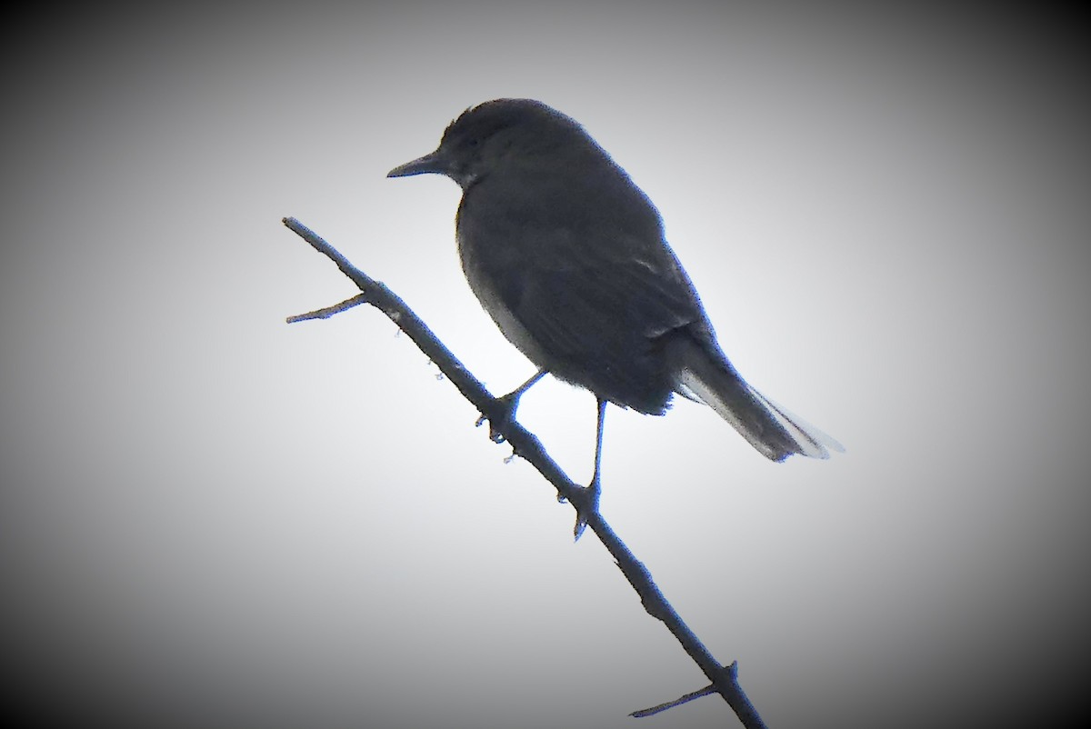 Black-billed Shrike-Tyrant - ML492351141