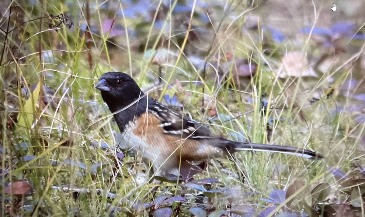 Spotted Towhee - Morgan Waller