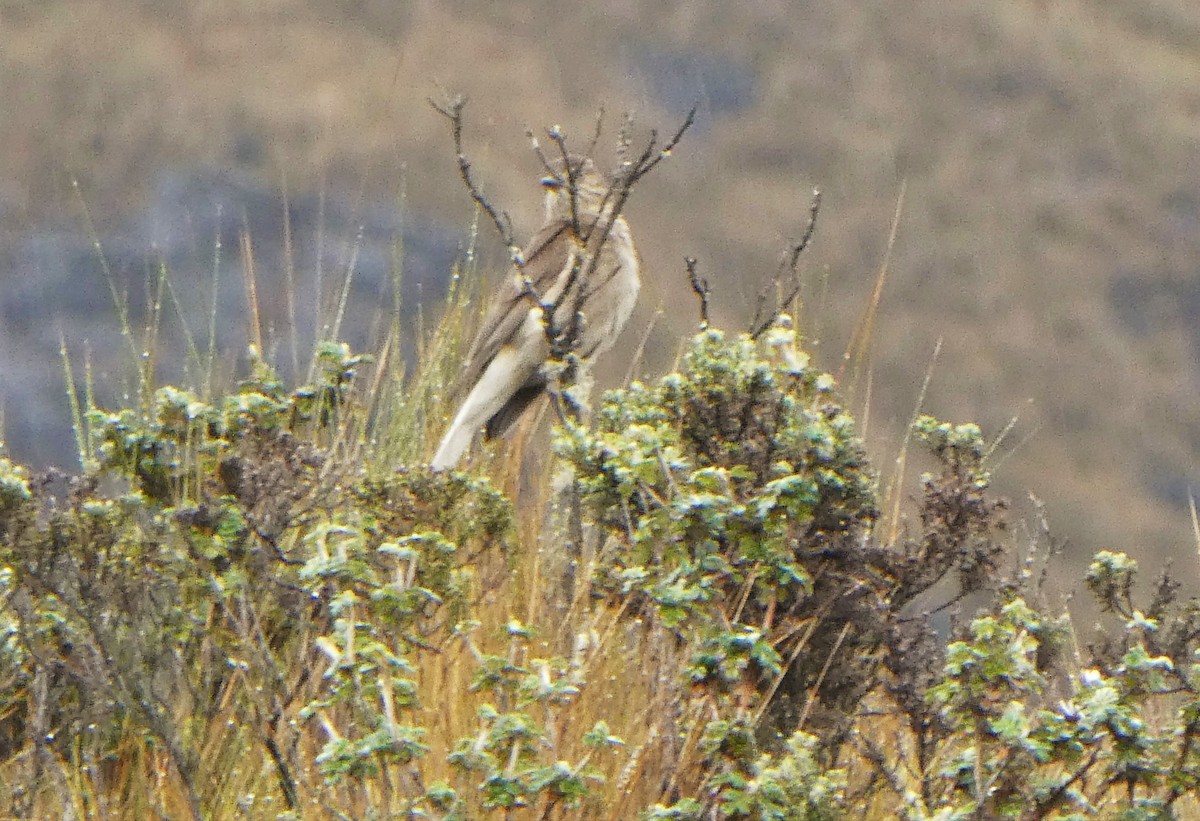 Black-billed Shrike-Tyrant - ML492352451