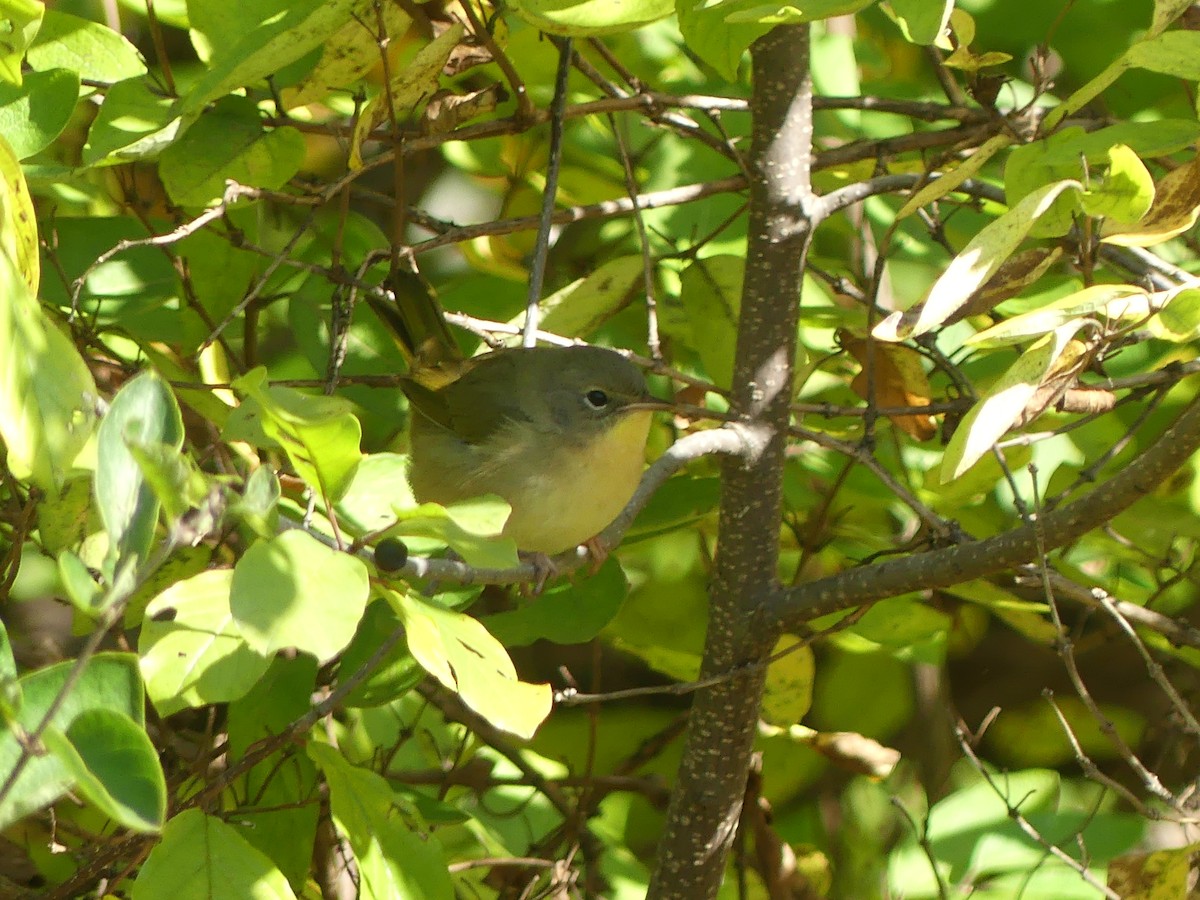 Common Yellowthroat - ML492352541