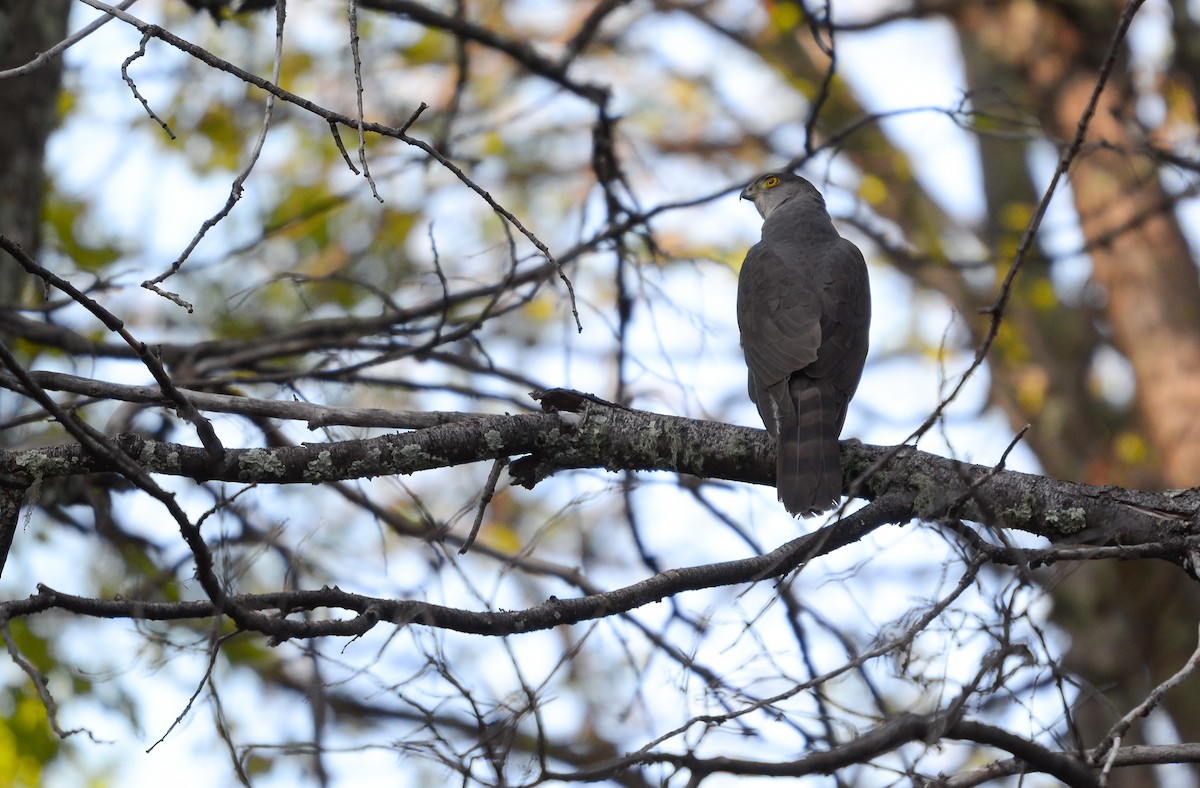 jestřáb chilský - ML492354131