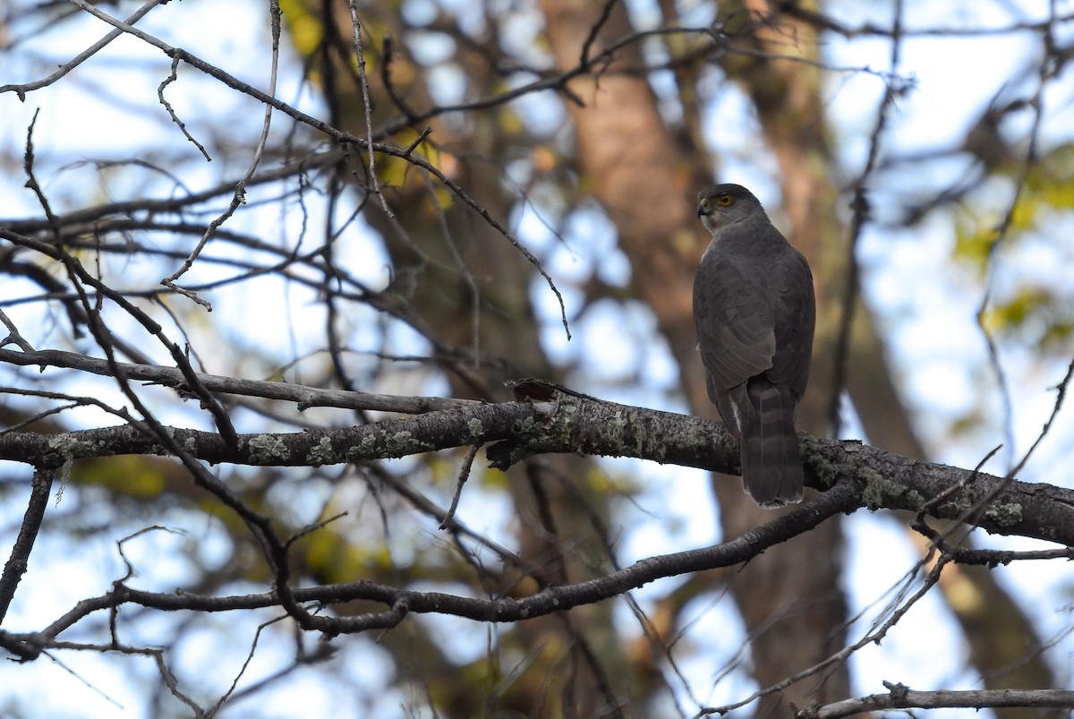 jestřáb chilský - ML492354141