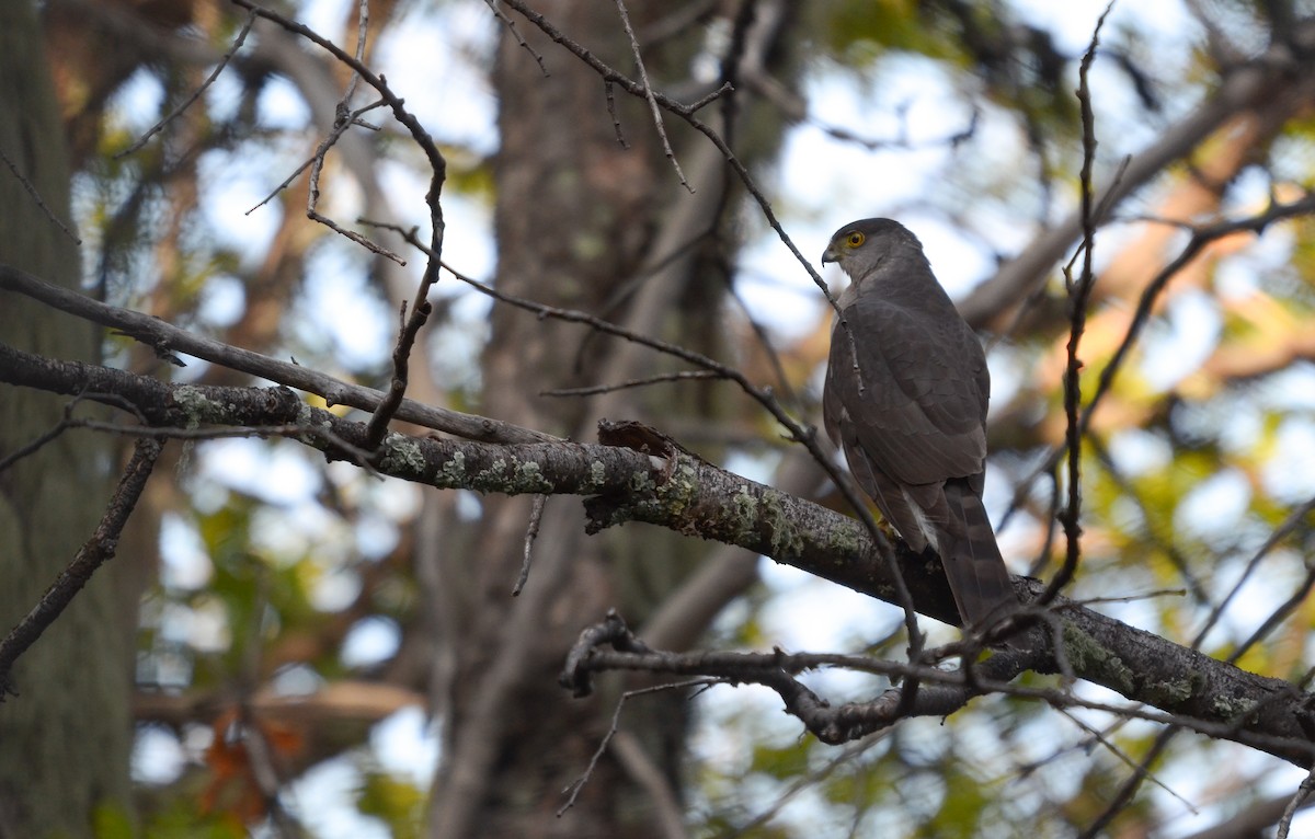 jestřáb chilský - ML492354151