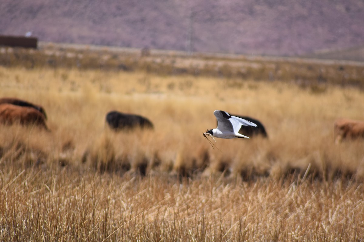 Andean Gull - ML492354461