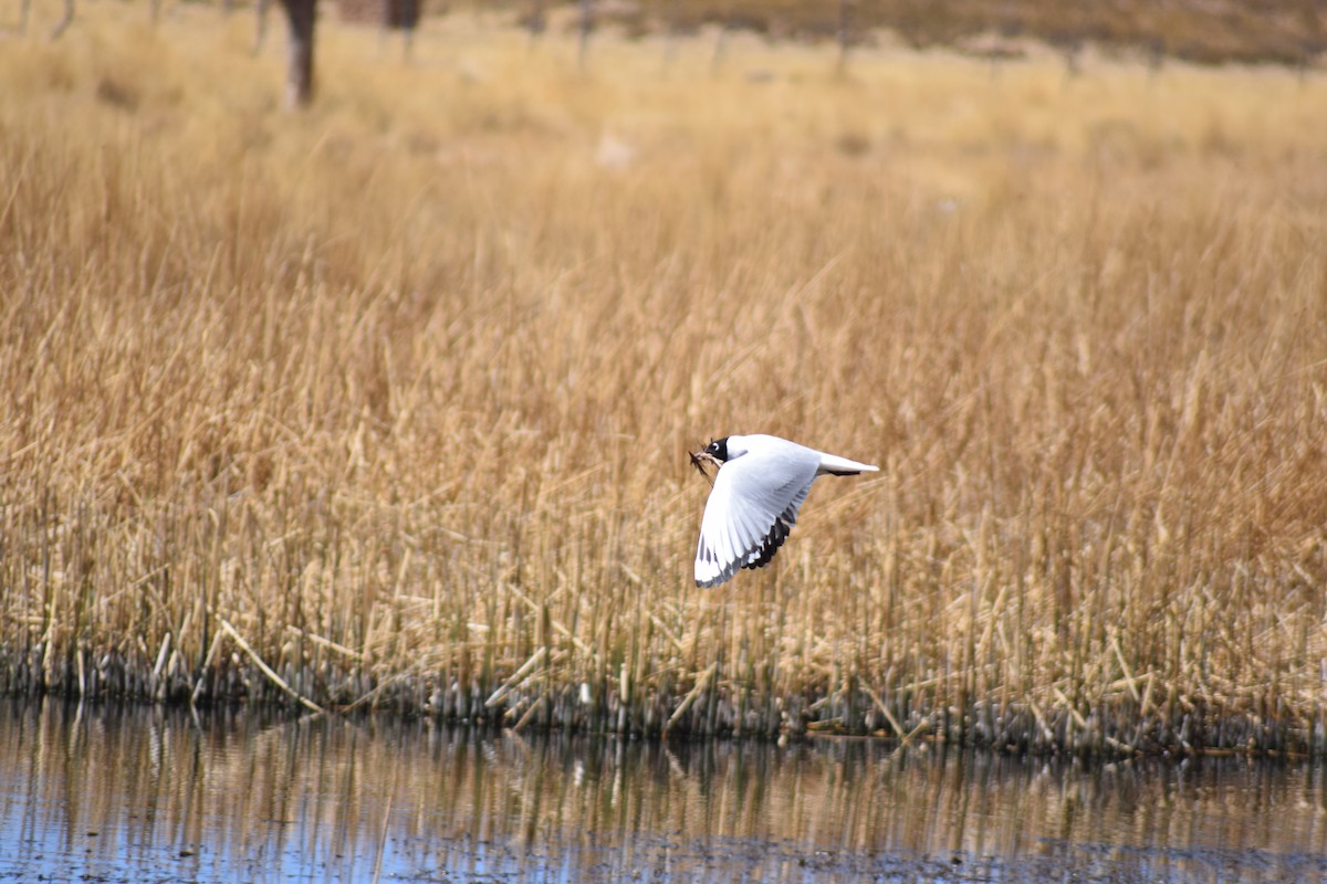 Andean Gull - ML492354691