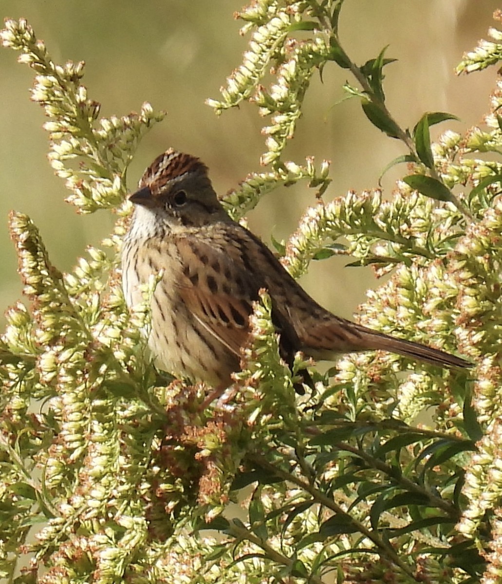 Lincoln's Sparrow - ML492356451