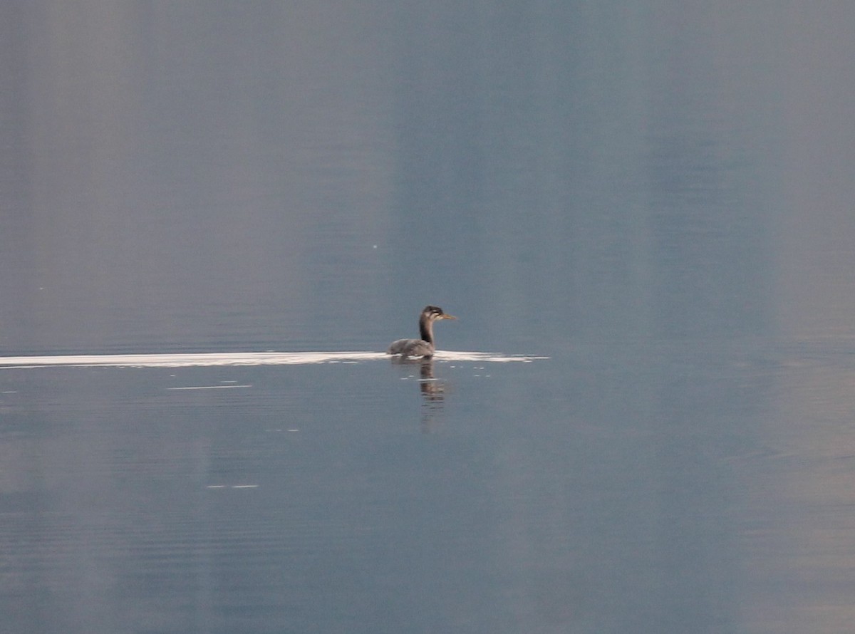 Red-necked Grebe - ML492356491