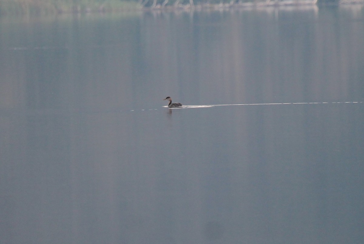 Red-necked Grebe - ML492356581