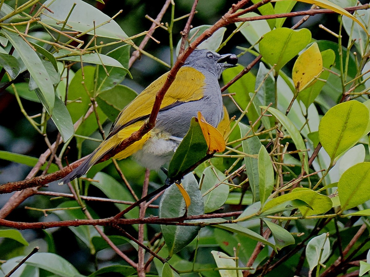 Gray-bellied Bulbul - ML492357111