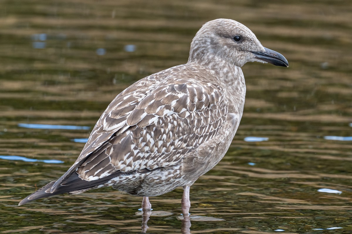 Lesser Black-backed Gull - ML492360231