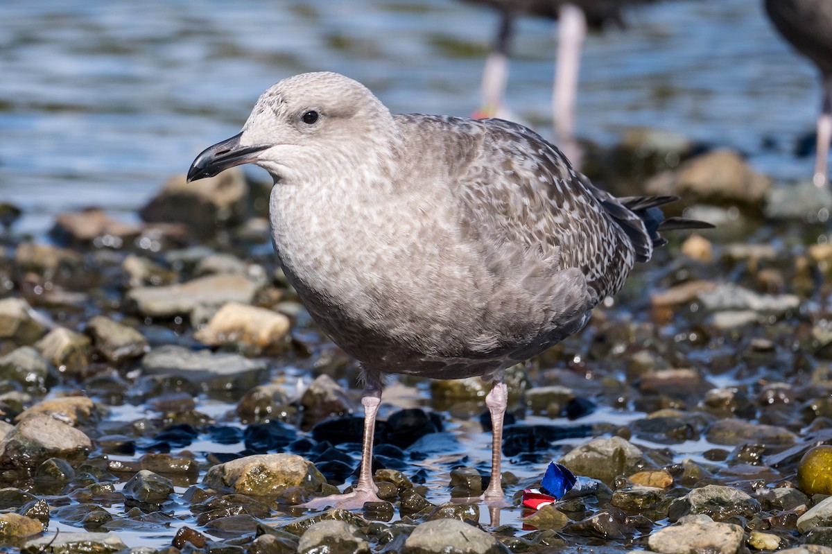 Lesser Black-backed Gull - ML492360241