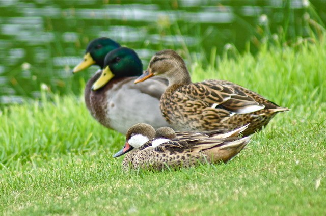 Fehlfarben-Stockente/Hausente - ML492360591