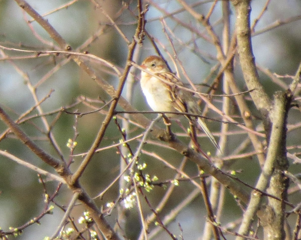 Field Sparrow - ML49236061