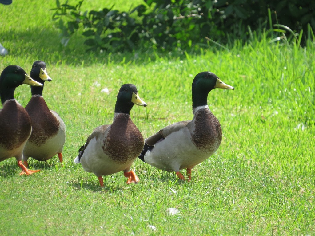 Fehlfarben-Stockente/Hausente - ML492360641