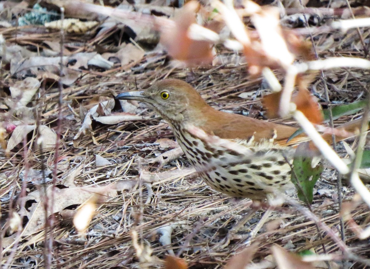 Brown Thrasher - ML49236161