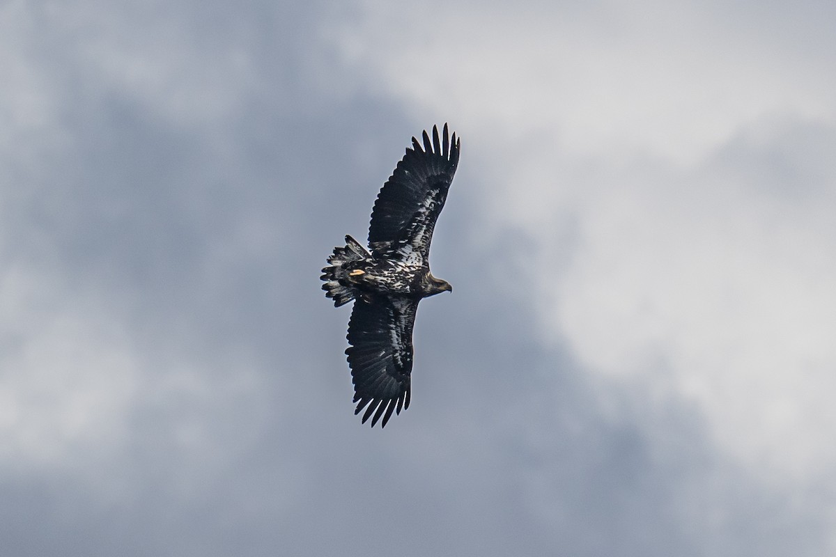 Bald Eagle - ML492363381