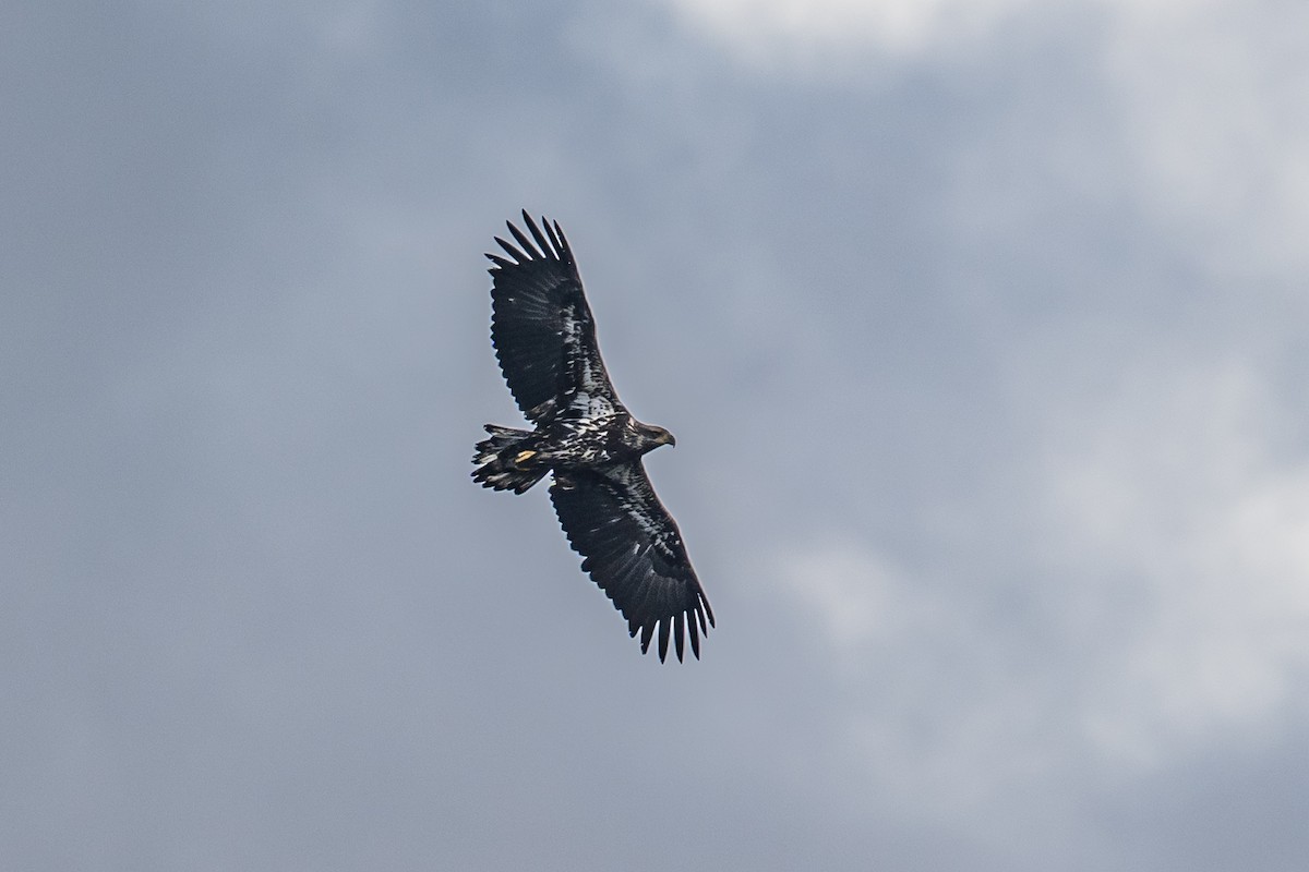 Bald Eagle - ML492363391