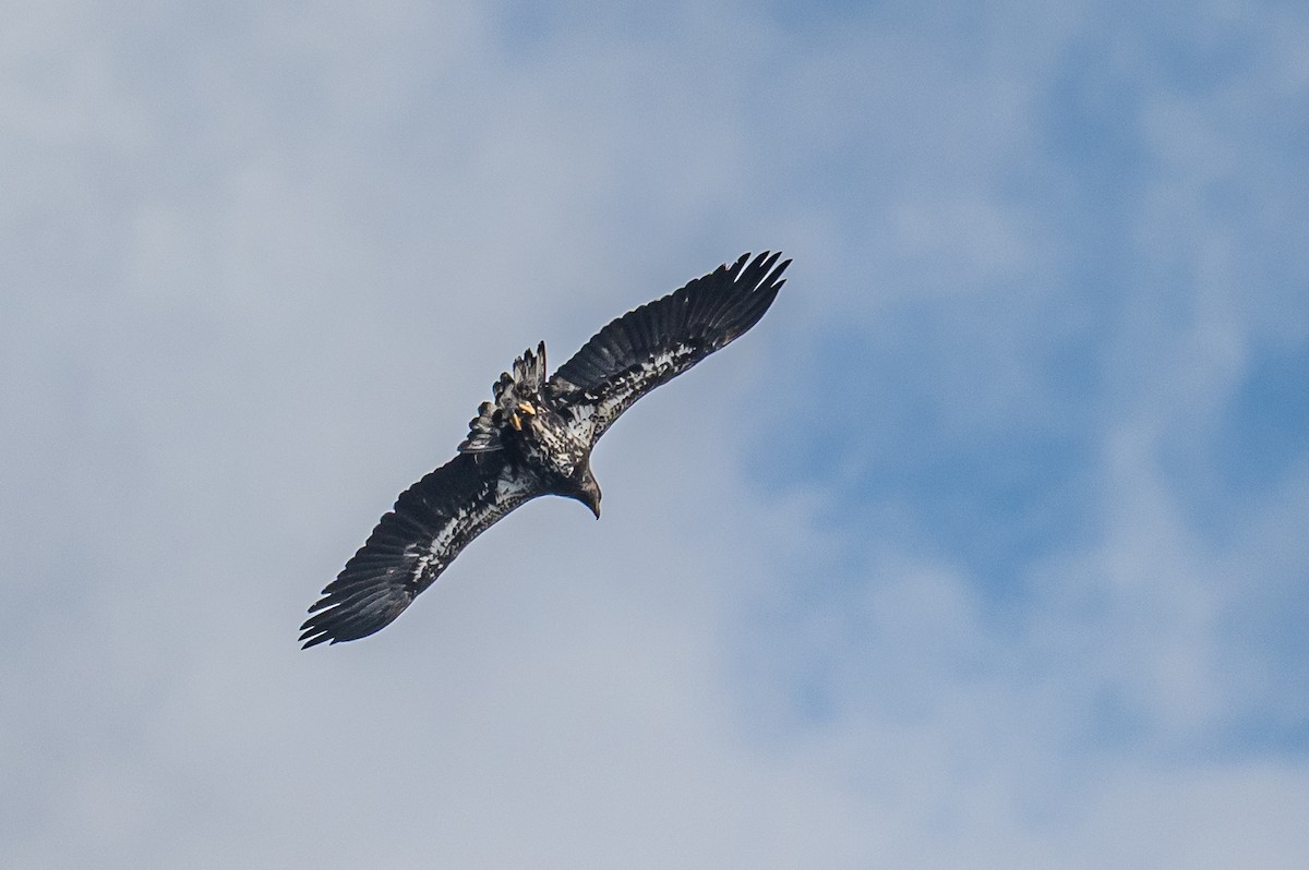 Bald Eagle - Frank King