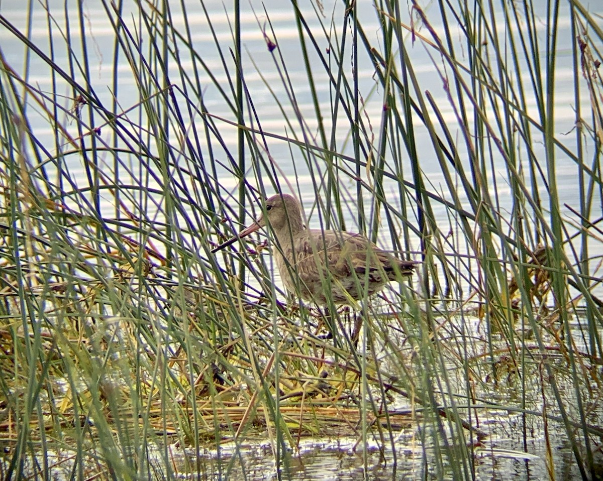 Hudsonian Godwit - ML492365331