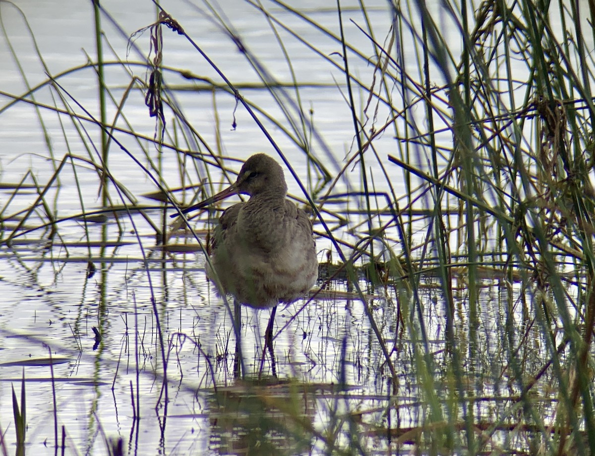 Hudsonian Godwit - ML492365341