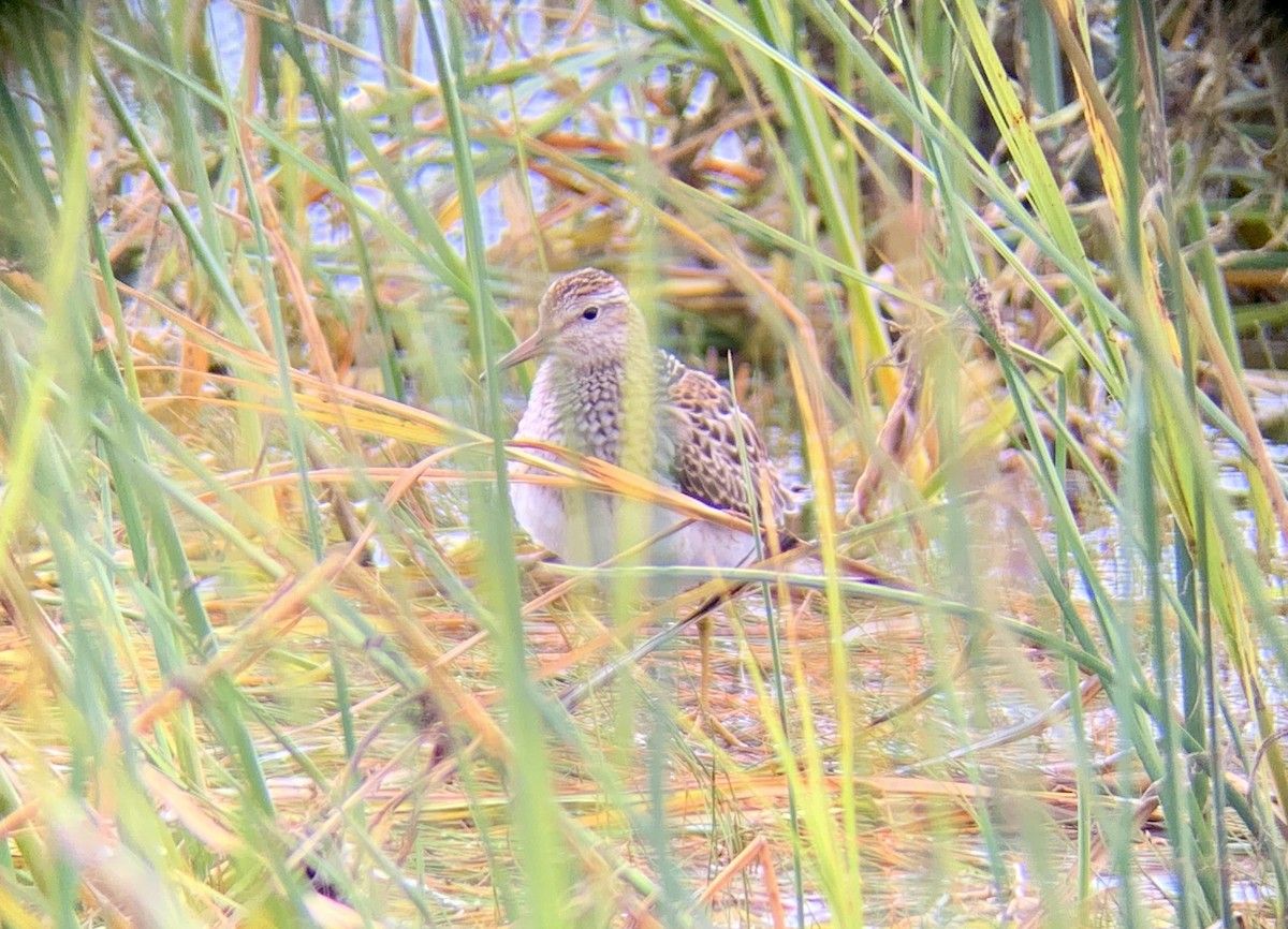 Pectoral Sandpiper - ML492365821