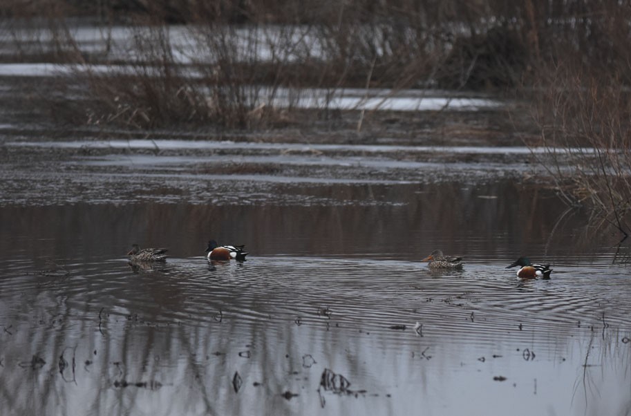 Northern Shoveler - ML49236691