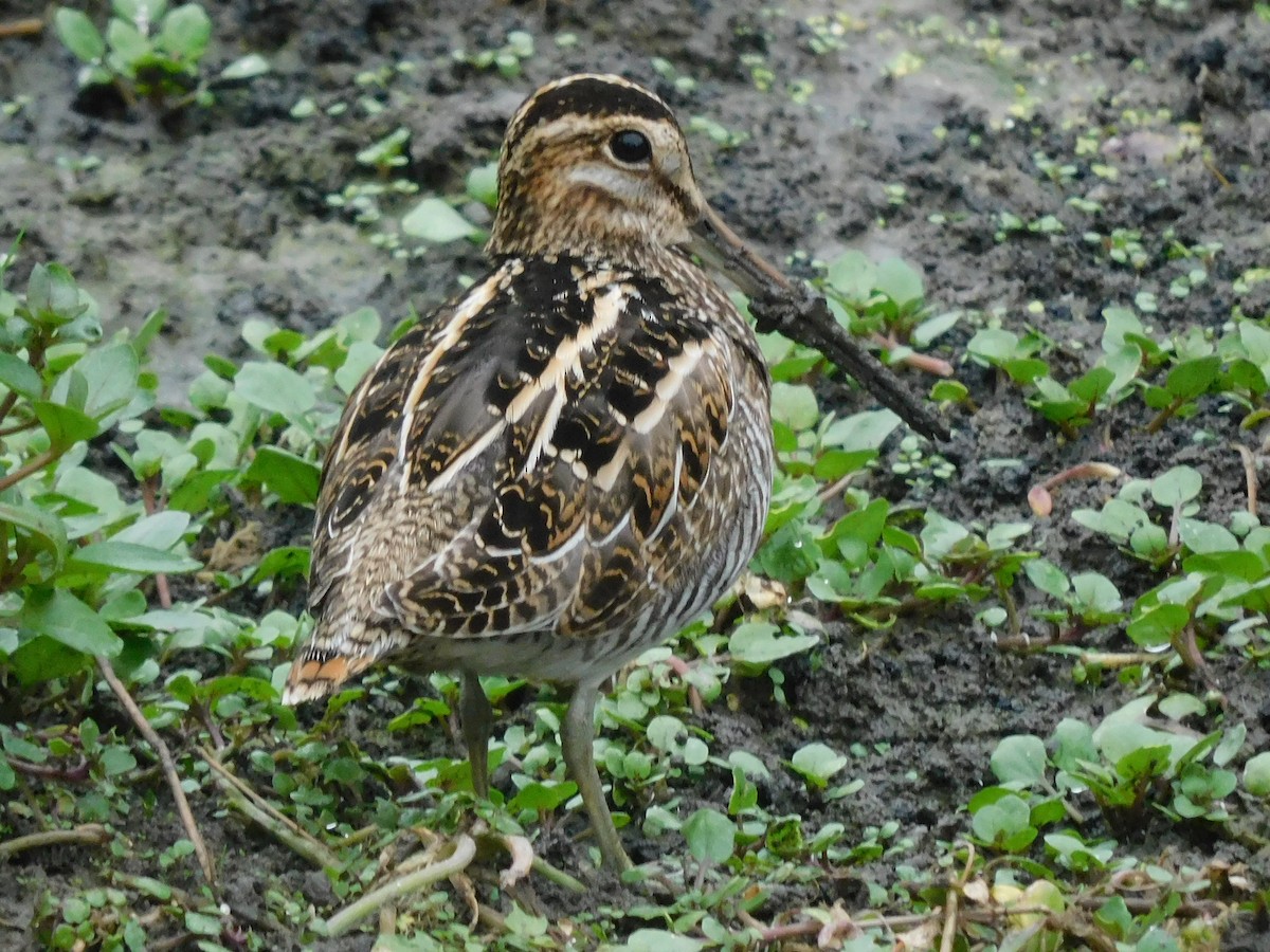 Wilson's Snipe - Sheila J