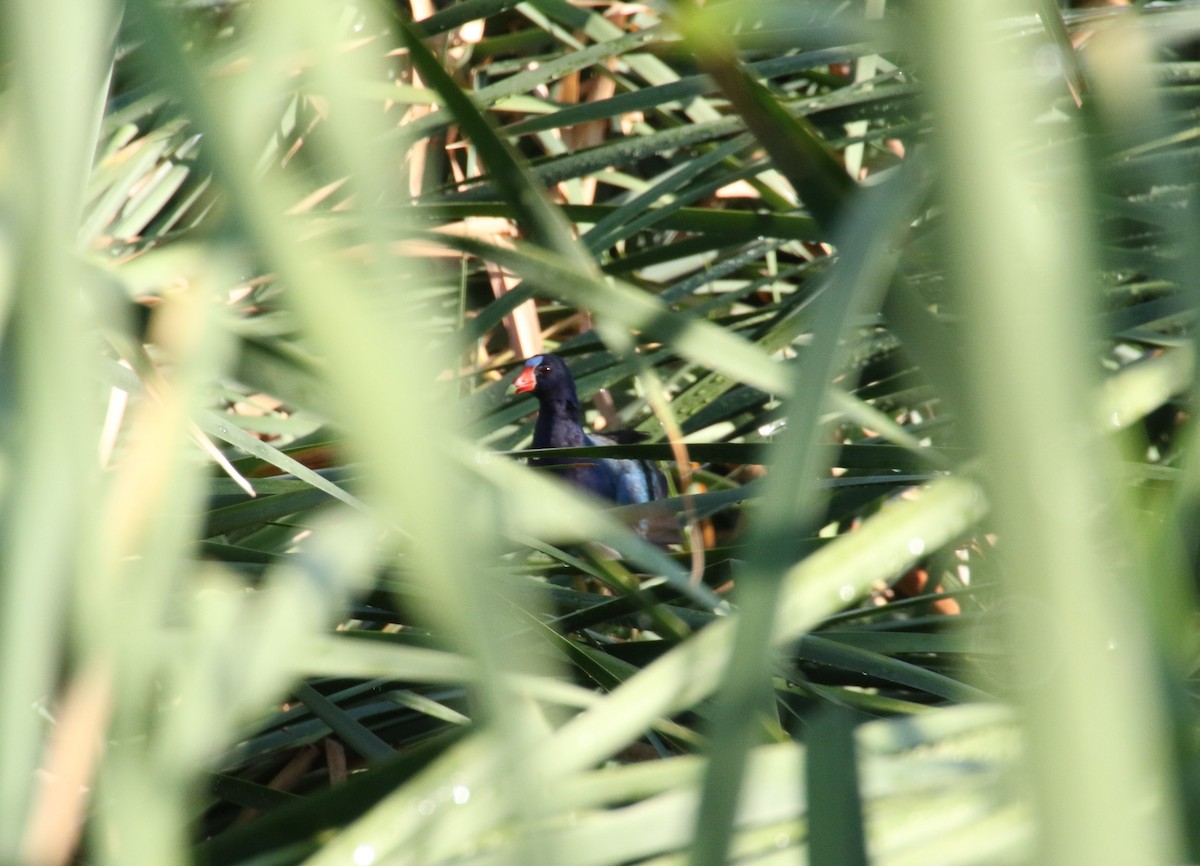 Purple Gallinule - ML49236791