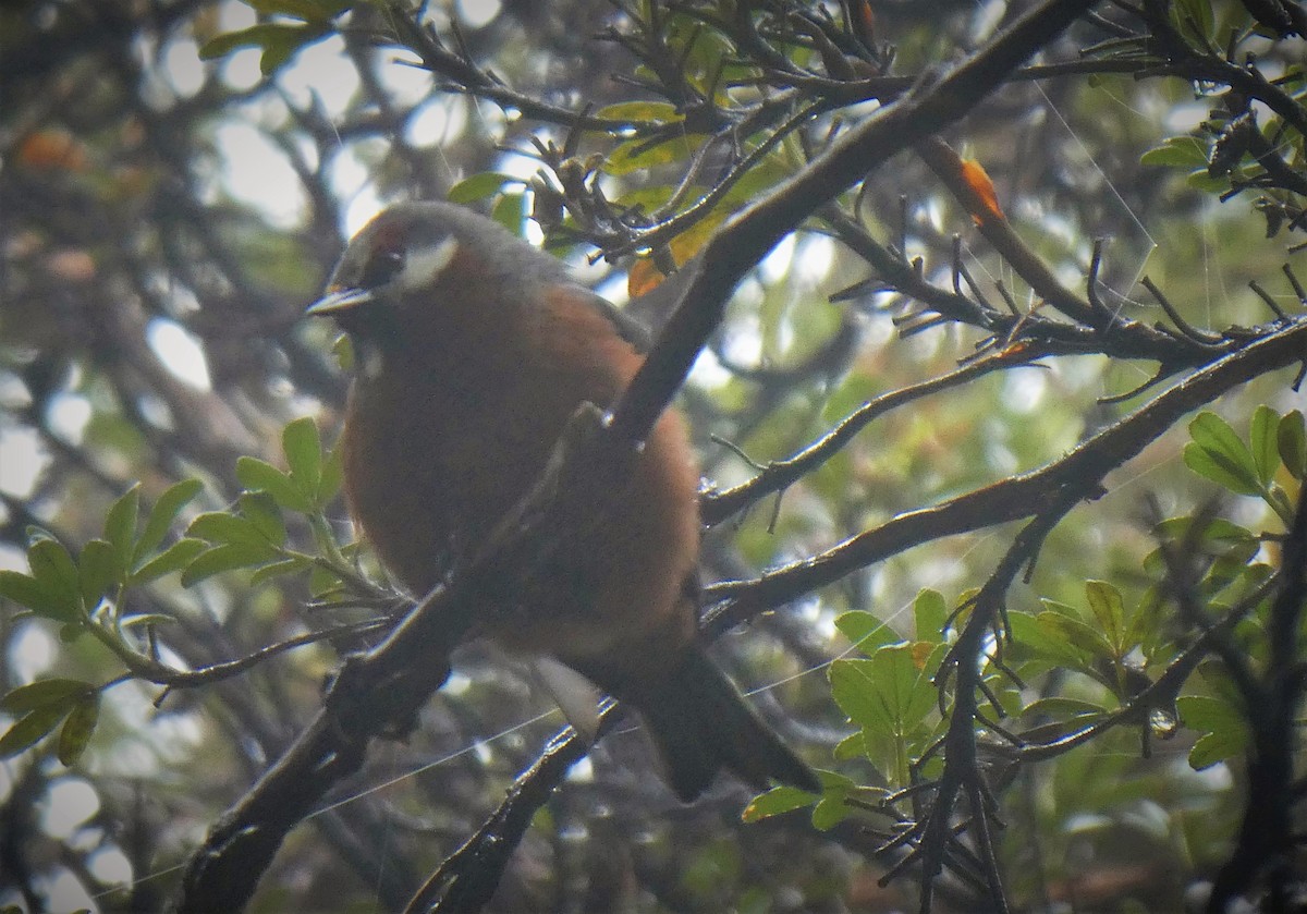 Giant Conebill - ML492368771