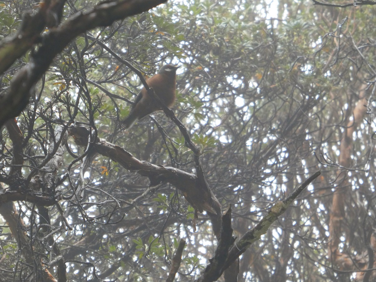 Giant Conebill - ML492369051