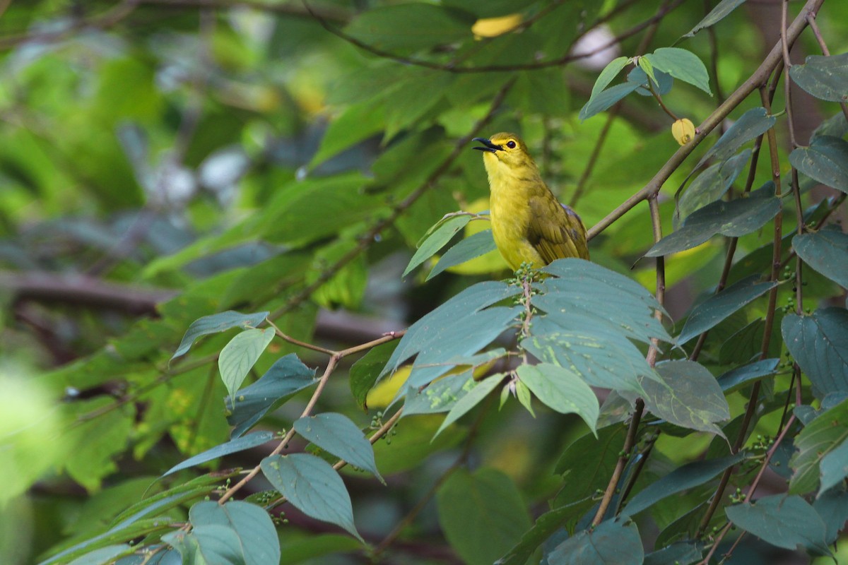 Yellow-browed Bulbul - Arun Singh: Andaman Bird Tour