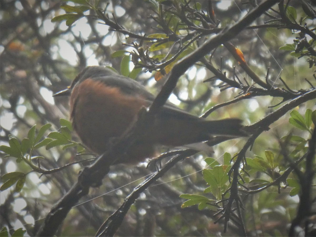 Giant Conebill - ML492369311