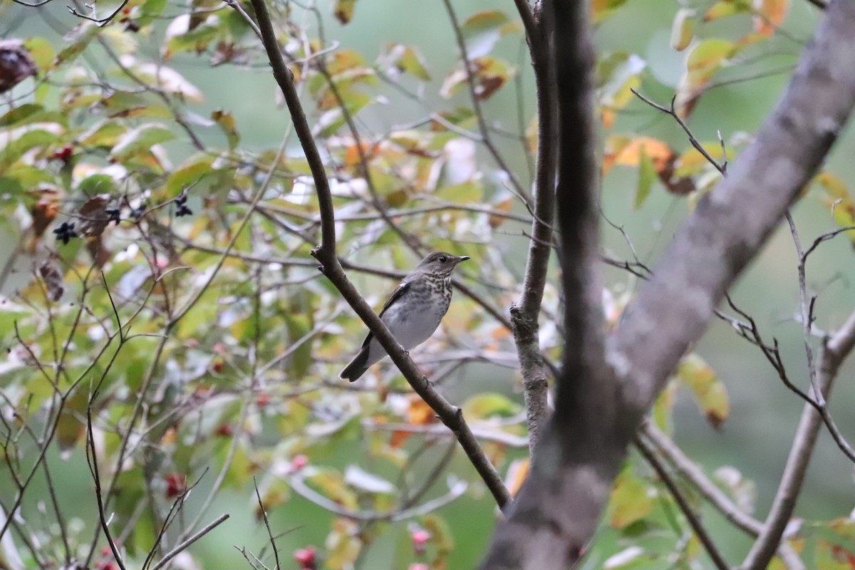 Gray-cheeked Thrush - ML492369831