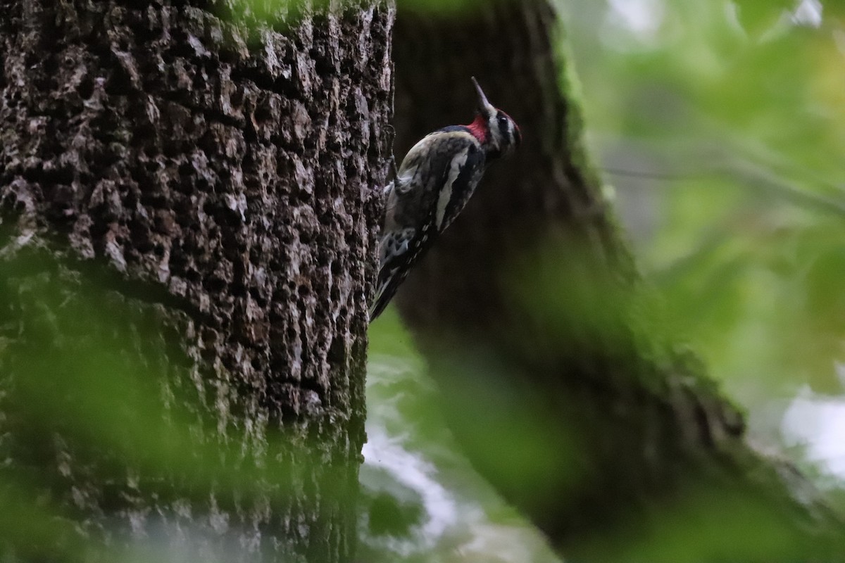 Yellow-bellied Sapsucker - ML492370131