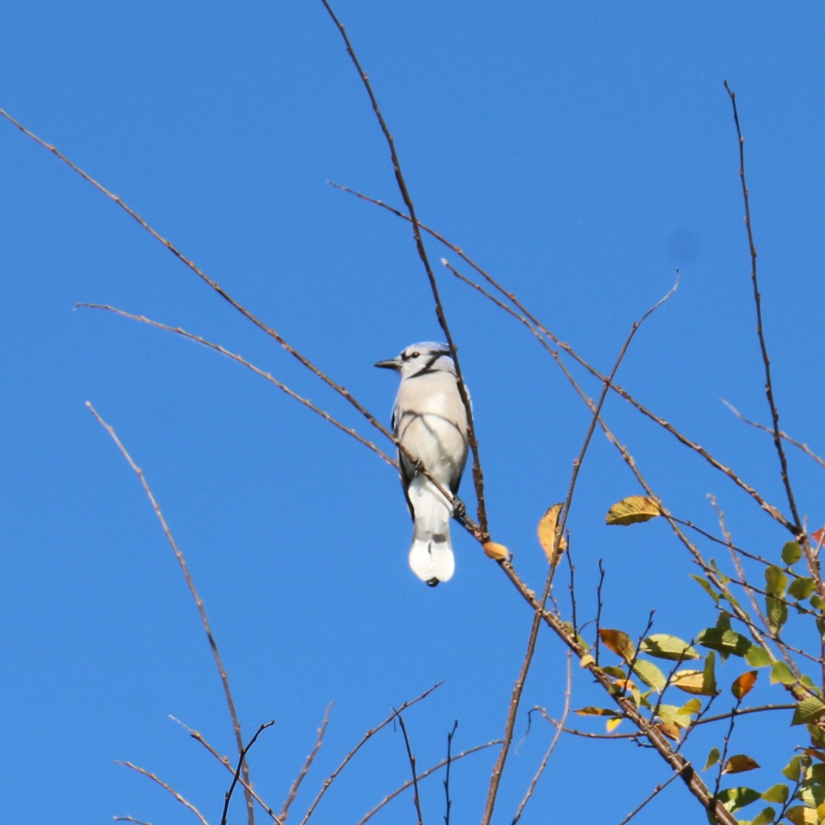 Blue Jay - ML492370161