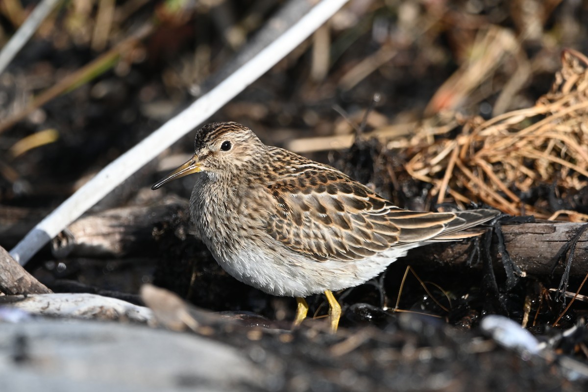 Pectoral Sandpiper - ML492370491