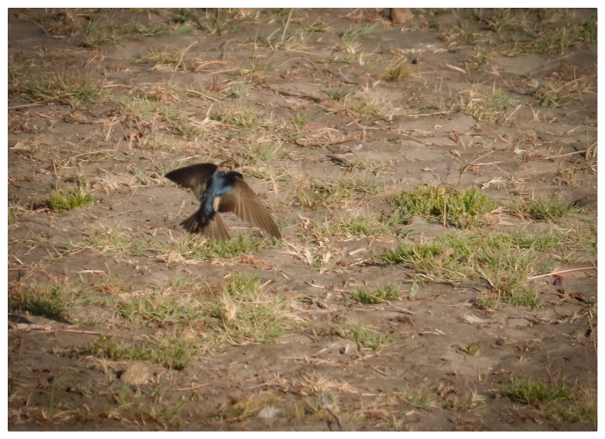 Blue-and-white Swallow - Raúl Irarrazabal Rojas