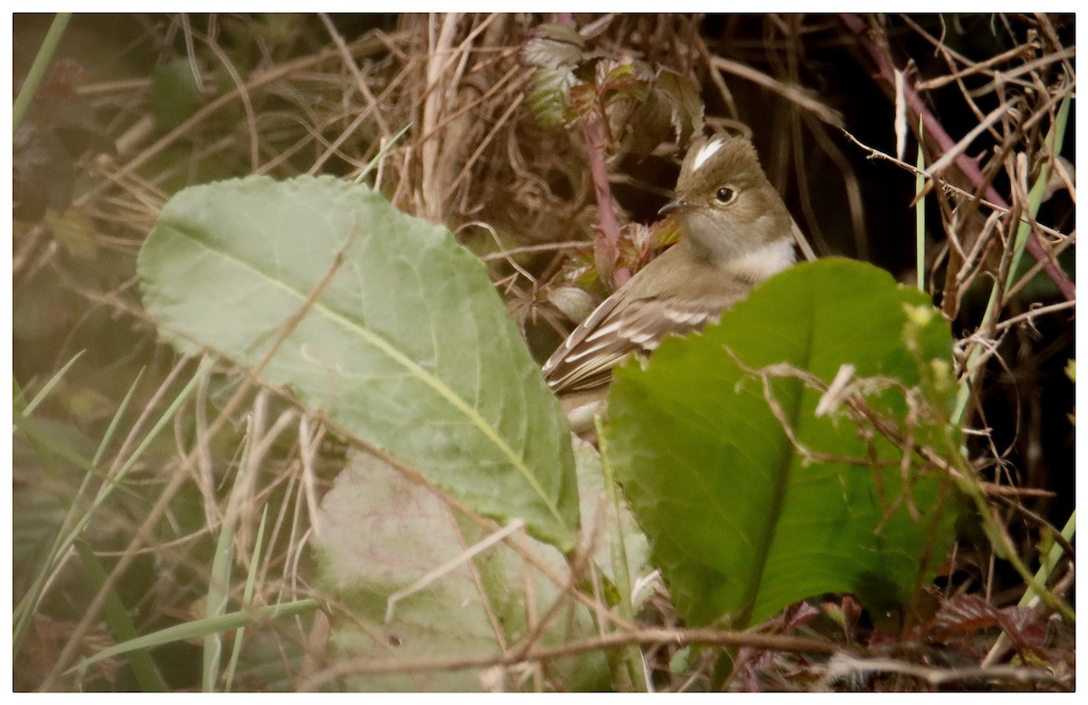 White-crested Elaenia - ML492372681