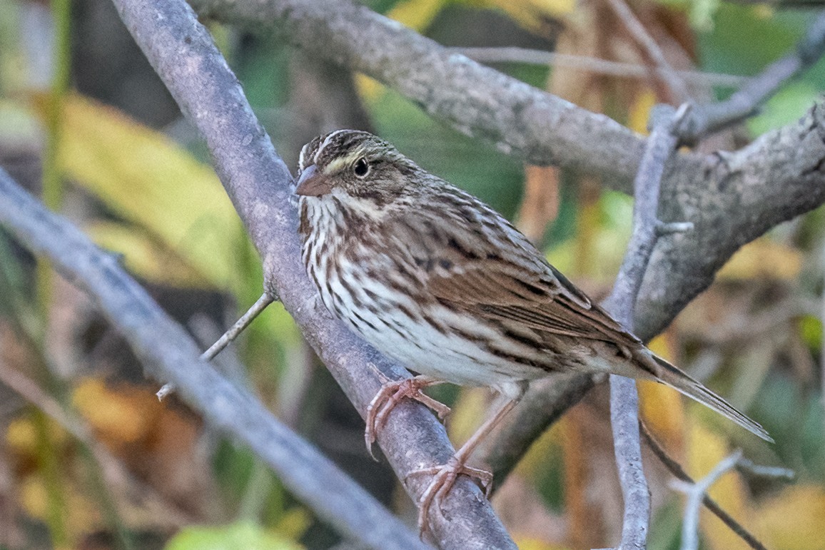 Savannah Sparrow - ML492373221