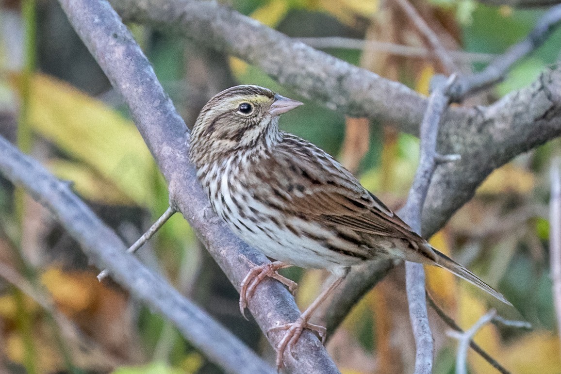 Savannah Sparrow - ML492373231