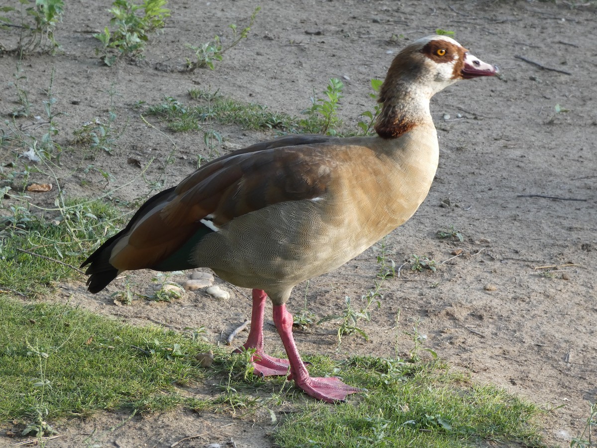 Ganso del Nilo - ML492374601
