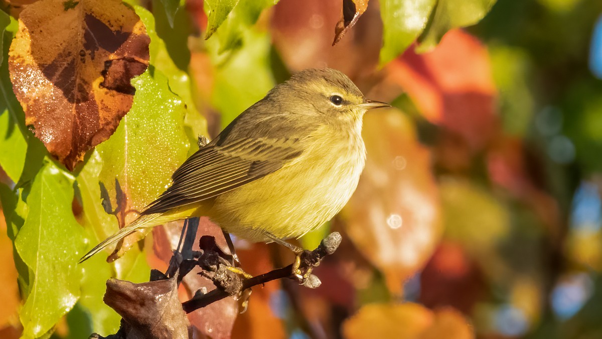 Paruline à couronne rousse - ML492374991