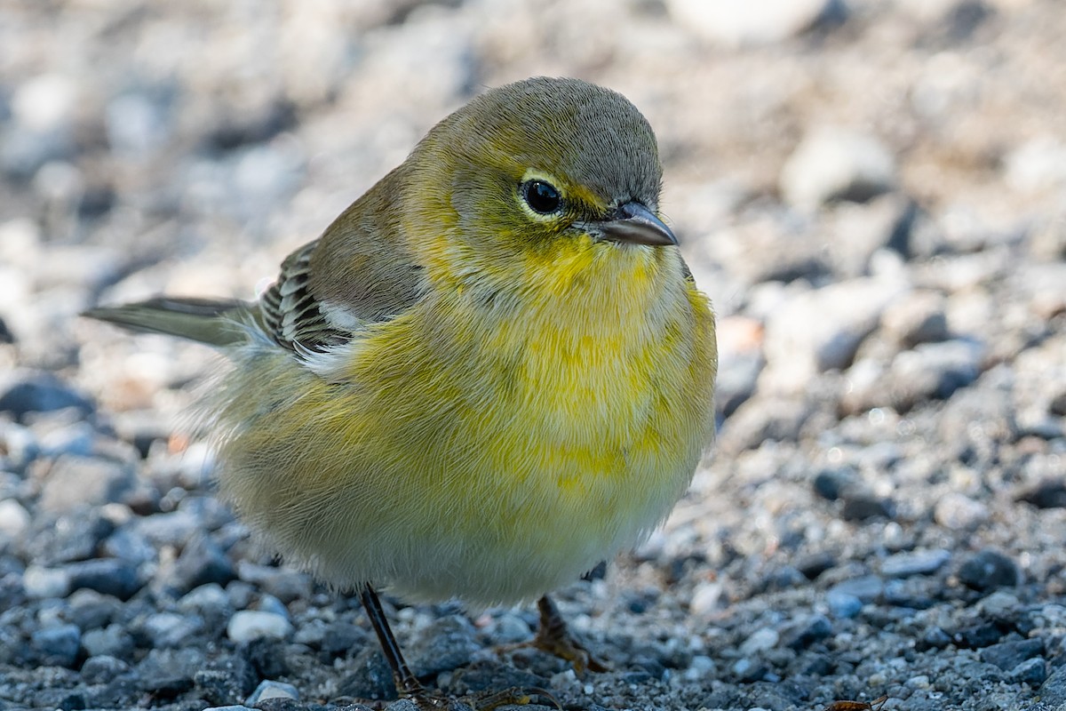 Pine Warbler - ML492375001