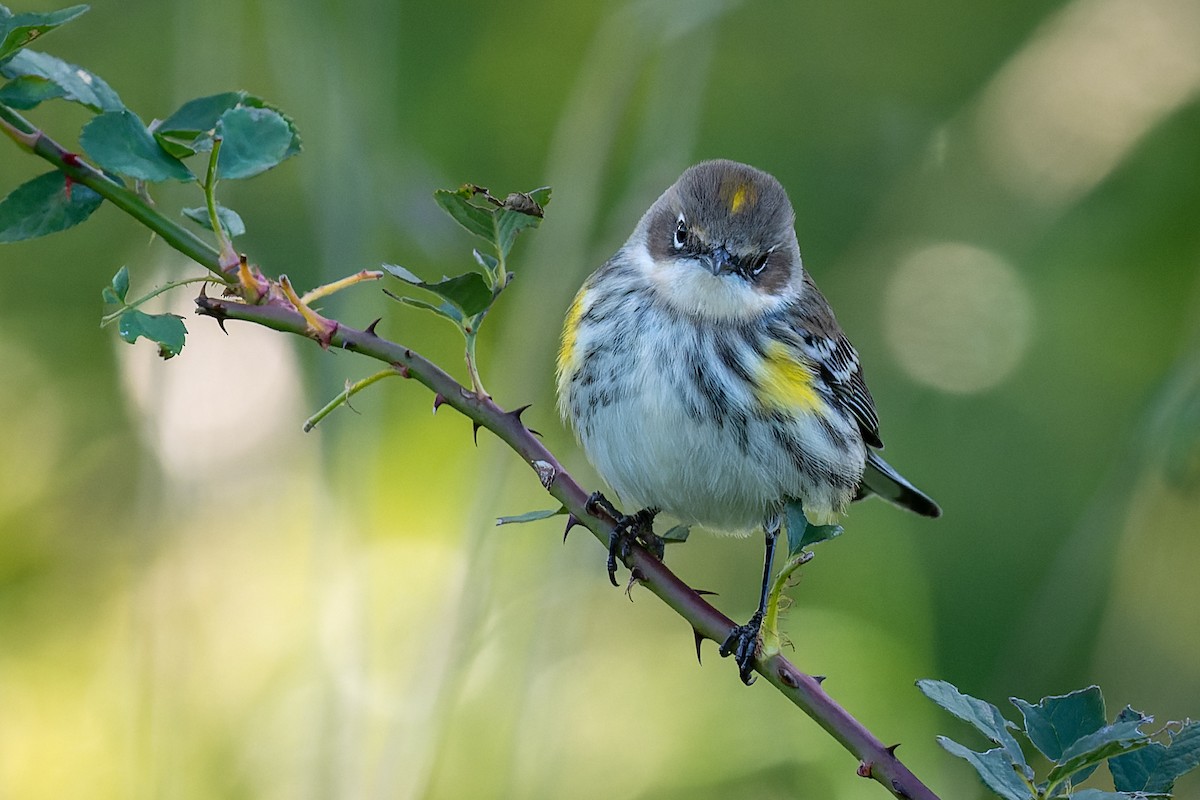 Yellow-rumped Warbler - ML492375341