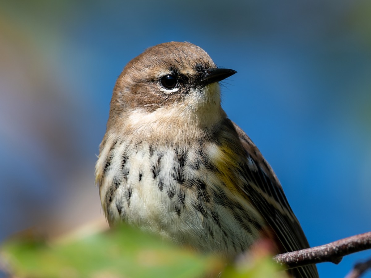 Yellow-rumped Warbler - ML492375351