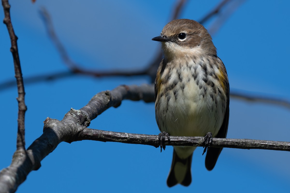 Yellow-rumped Warbler - ML492375361